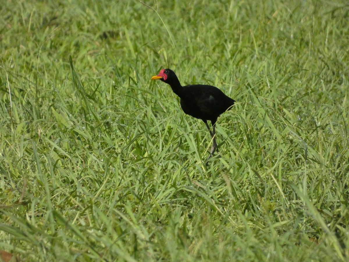 Wattled Jacana - ML645745308