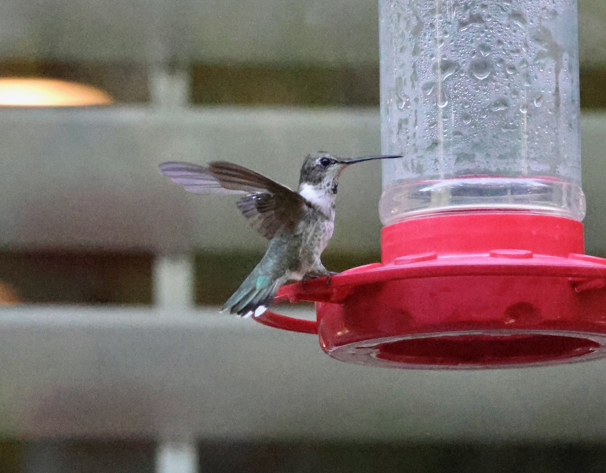 Black-chinned Hummingbird - ML645745309