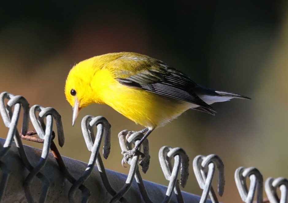 Prothonotary Warbler - ML645745313