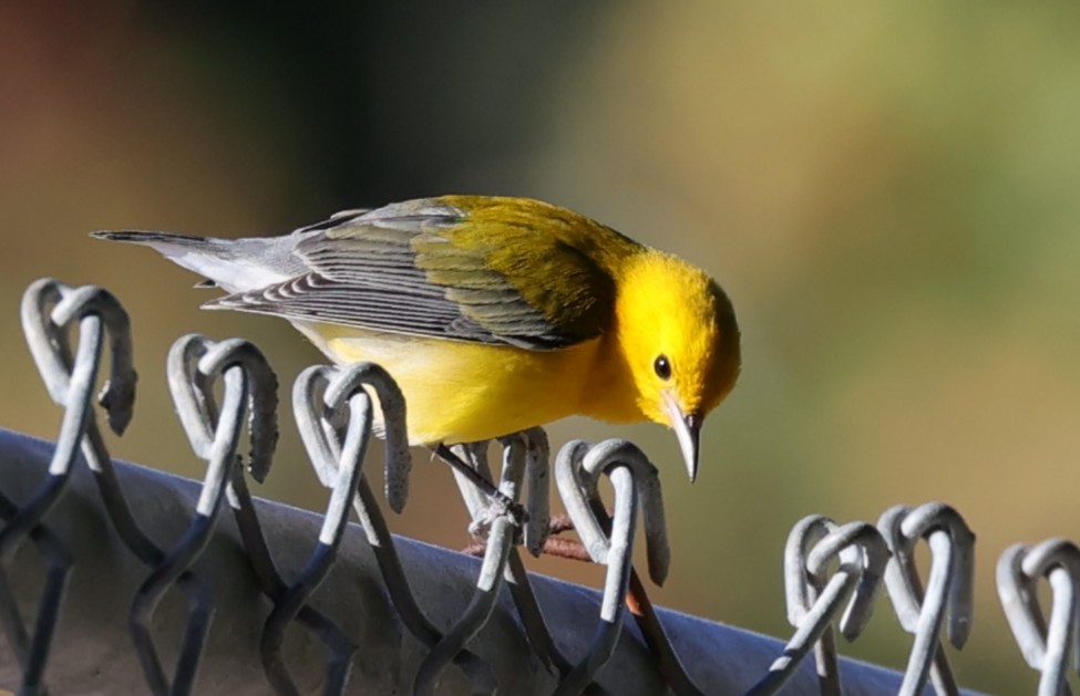 Prothonotary Warbler - ML645745317