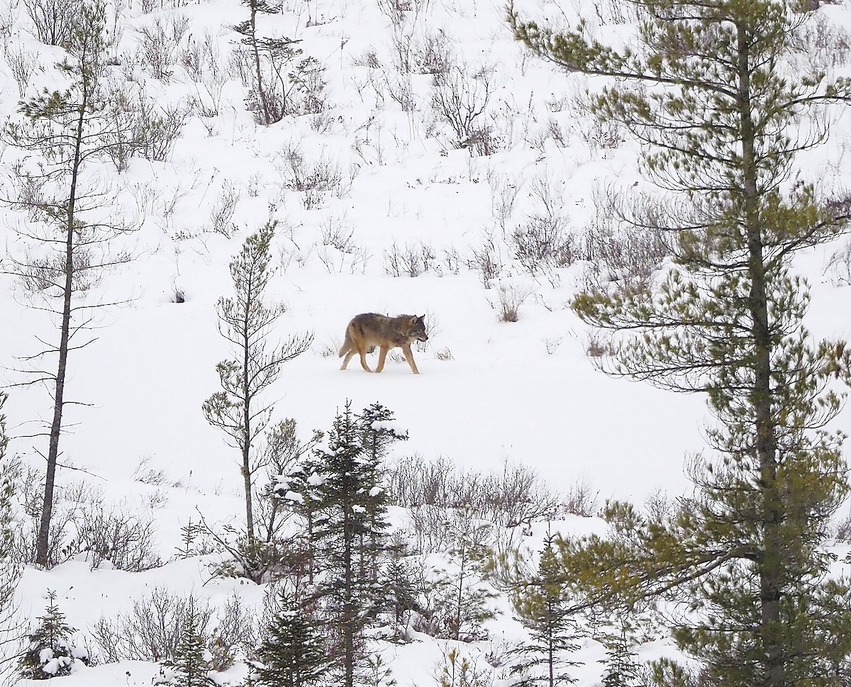 Eastern Wolf - ML645745319