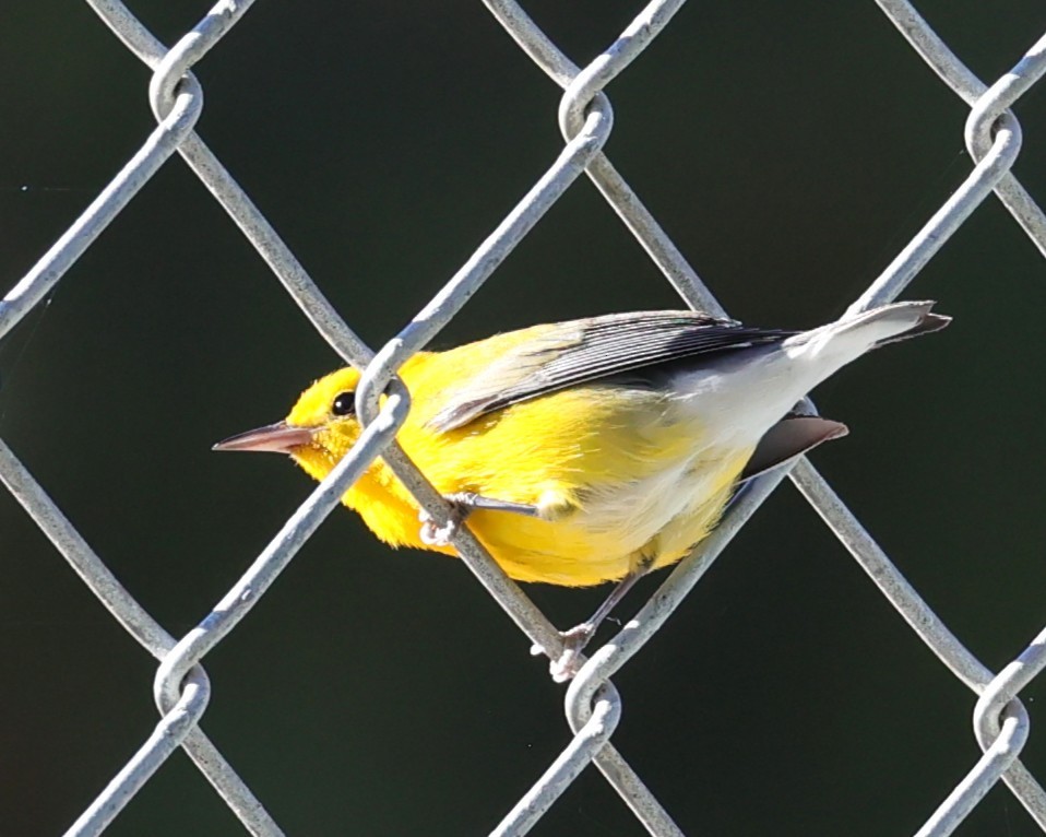 Prothonotary Warbler - ML645745326