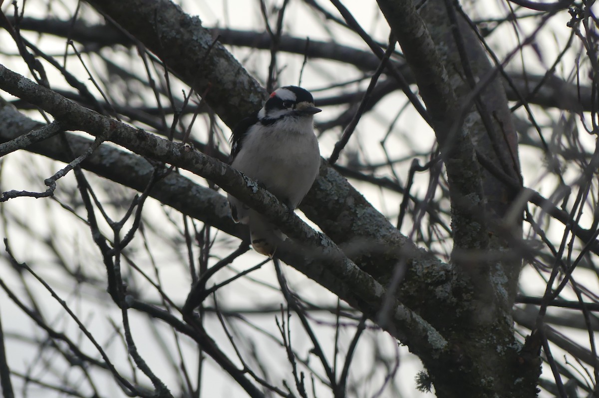 Downy Woodpecker - ML645745335