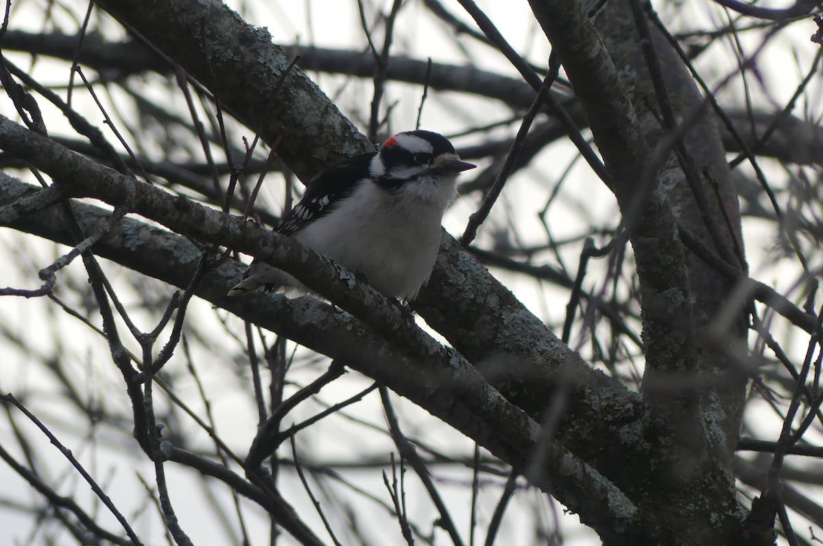 Downy Woodpecker - ML645745336