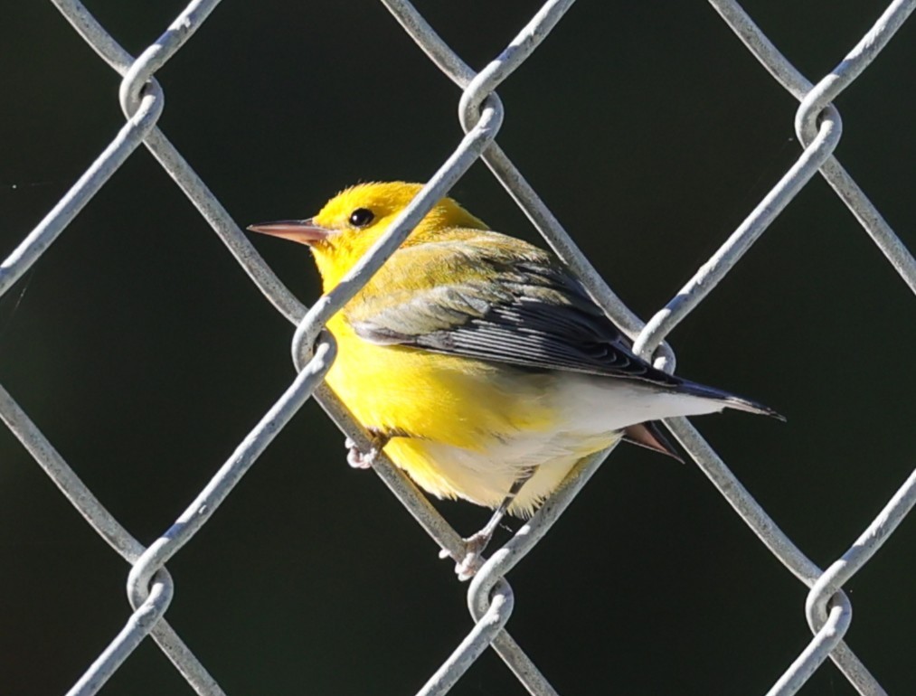 Prothonotary Warbler - ML645745337