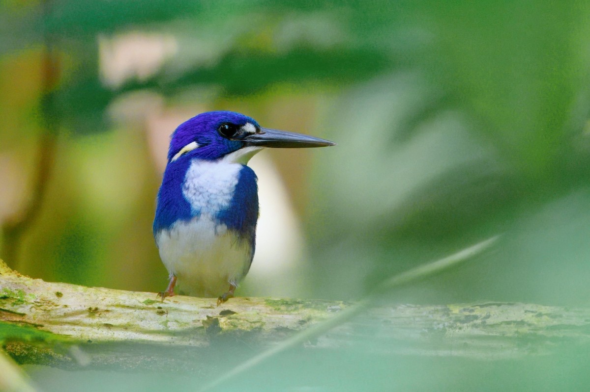 ヒメミツユビカワセミ - ML645745338