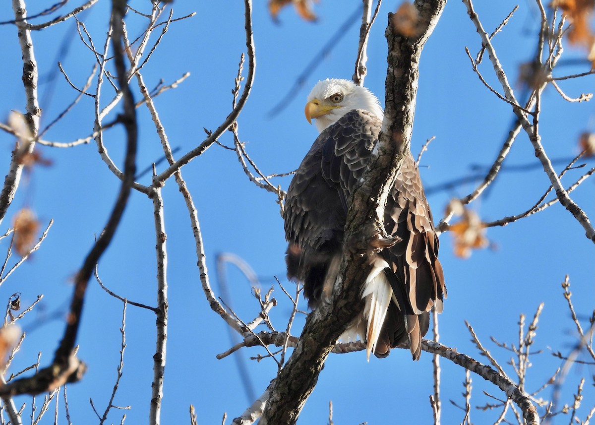 Bald Eagle - ML645745353