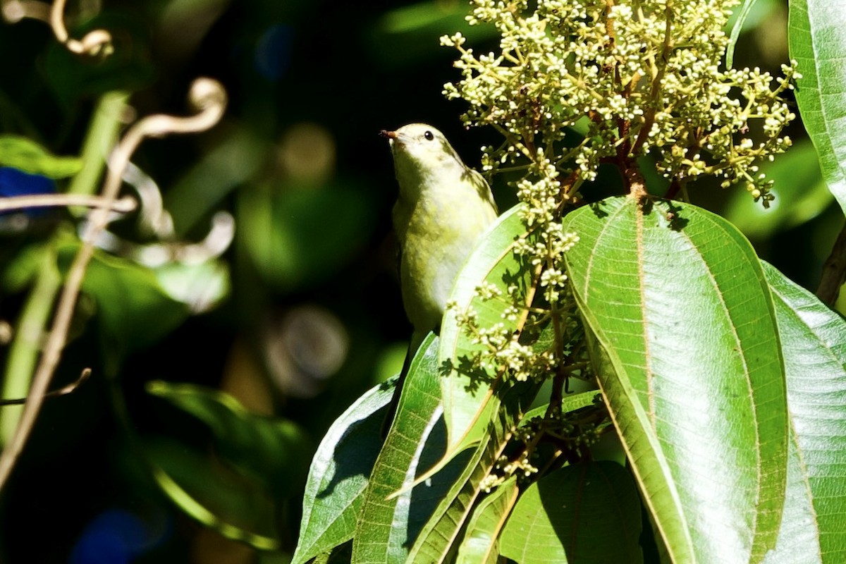 Tennesse Ötleğeni - ML645745364