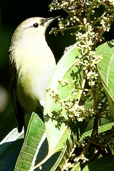 Tennesse Ötleğeni - ML645745365