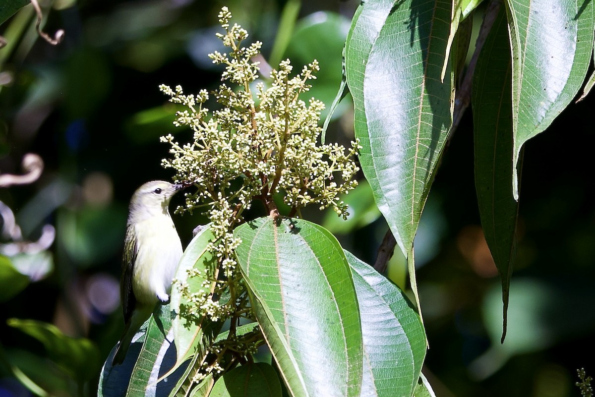 Tennesse Ötleğeni - ML645745366