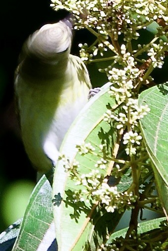 Tennesse Ötleğeni - ML645745367