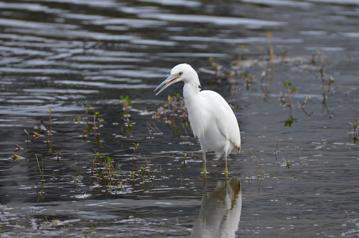 Little Blue Heron - ML645745375