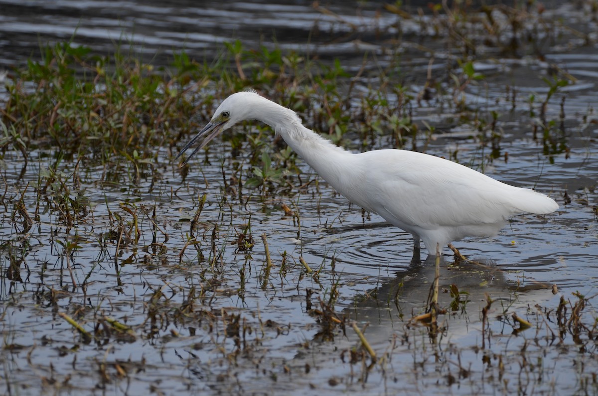 Little Blue Heron - ML645745376