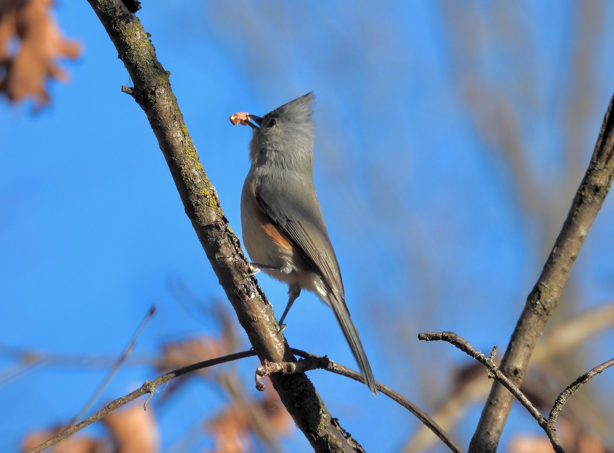Tufted Titmouse - ML645745378