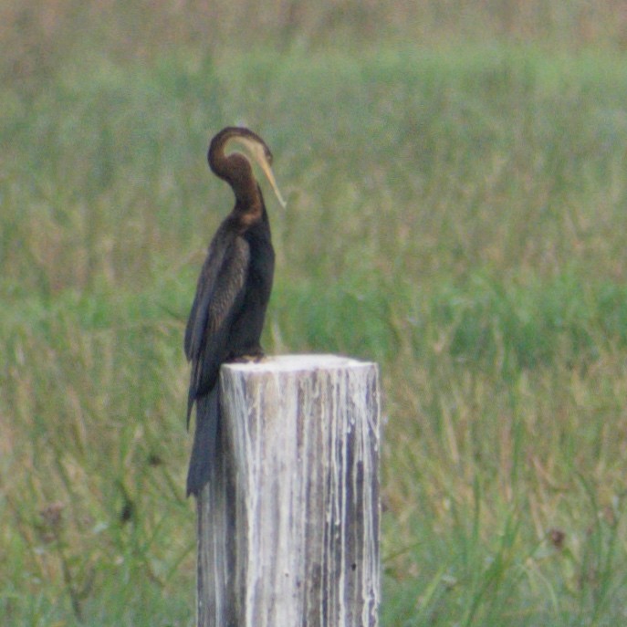 Doğu Yılanboyunu - ML645745380