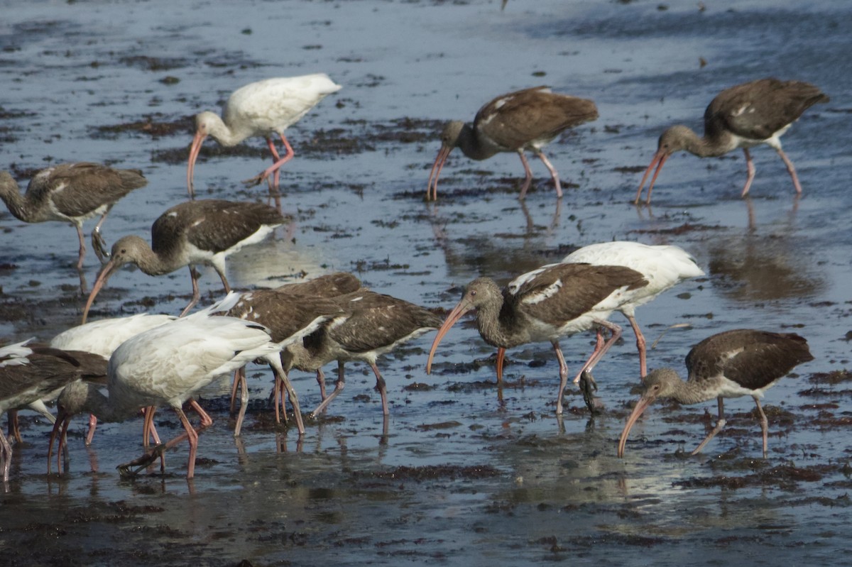 Corocoro Blanco - ML645745381