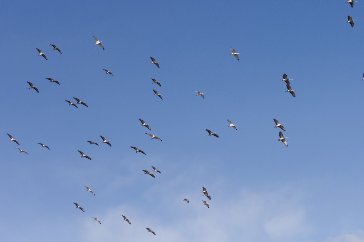 Corocoro Blanco - ML645745382