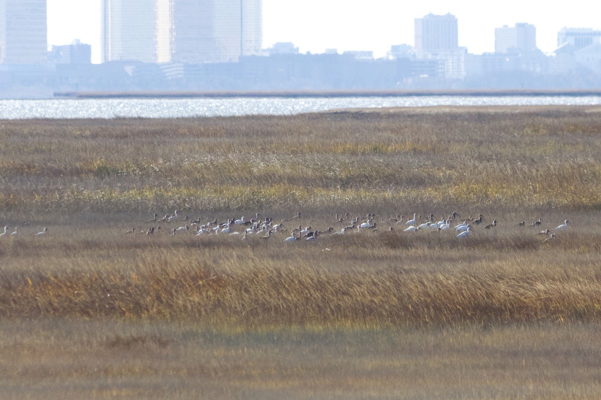 Corocoro Blanco - ML645745383