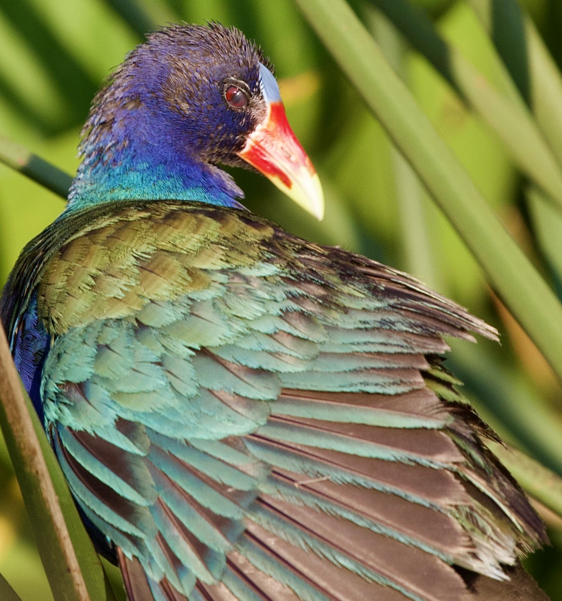 Малая султанка - ML645745387