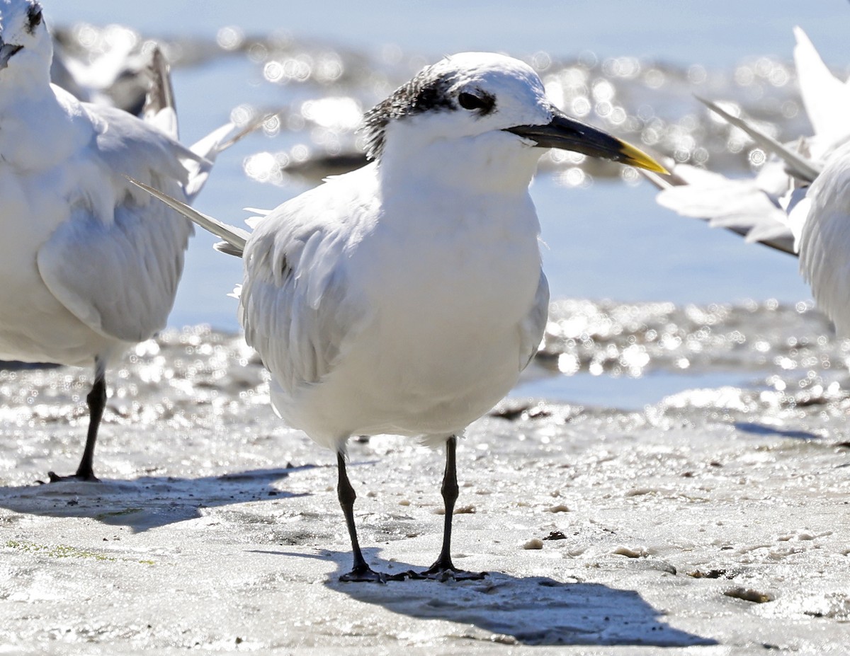 Sandwich Tern - ML645745391