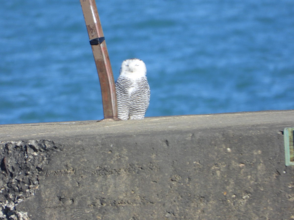 Snowy Owl - ML645745392
