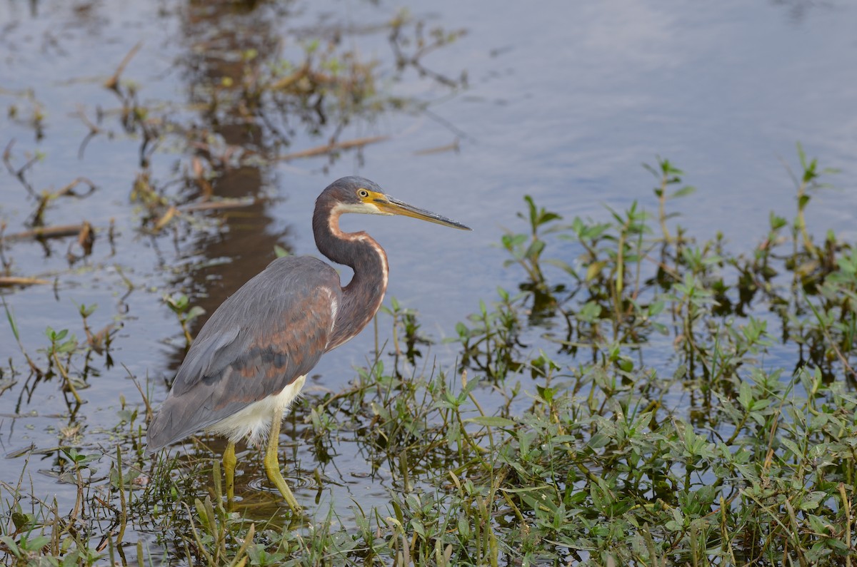 Tricolored Heron - ML645745394