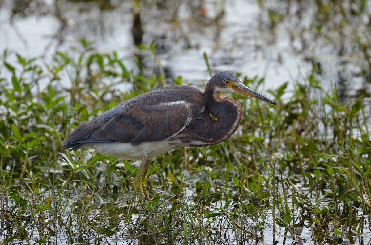 Tricolored Heron - ML645745395