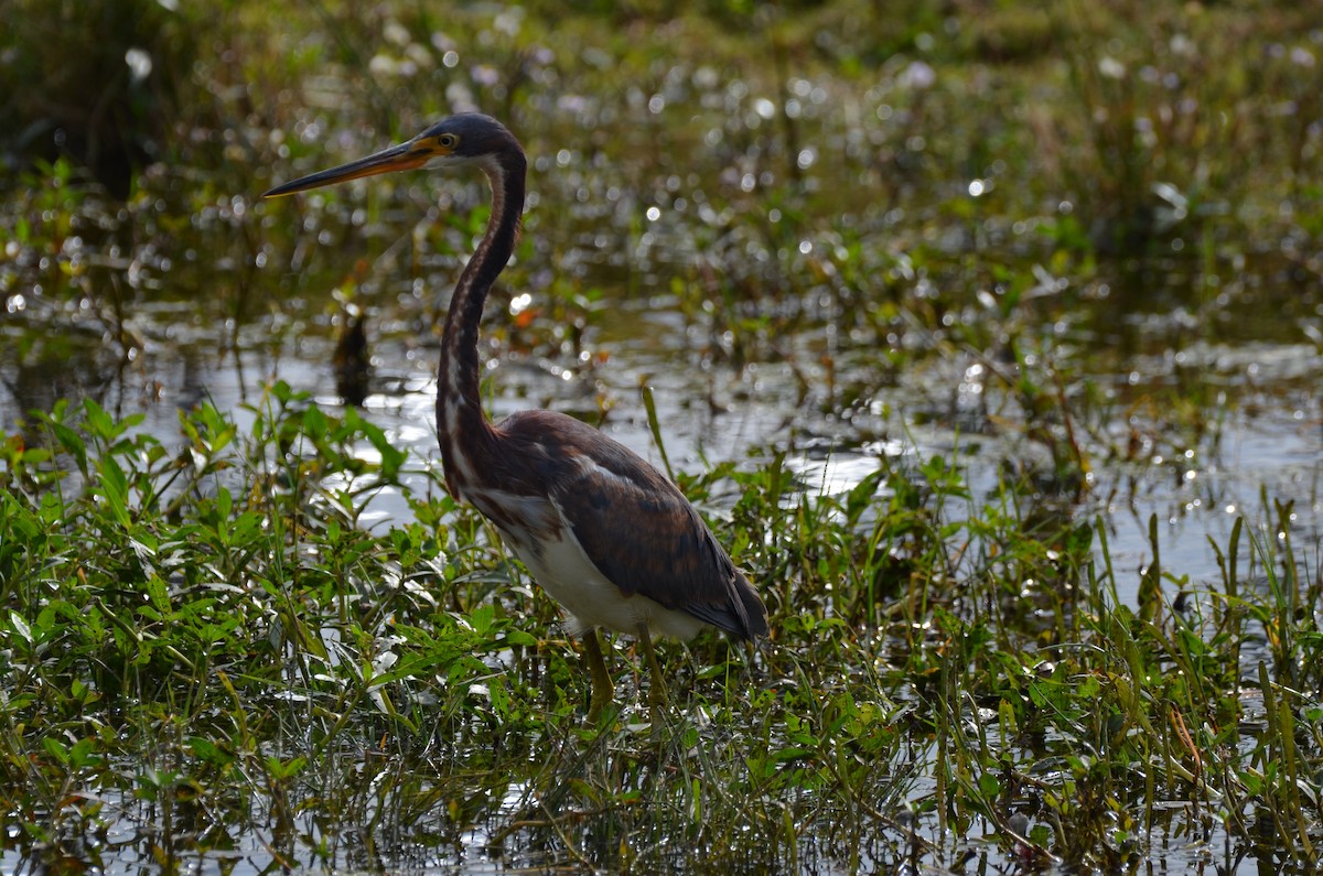 Tricolored Heron - ML645745396