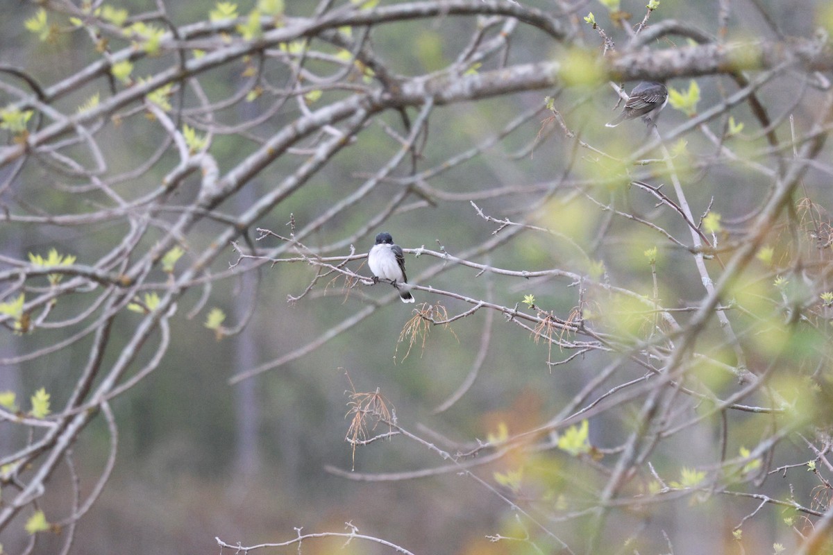 Tyran tritri - ML645745398