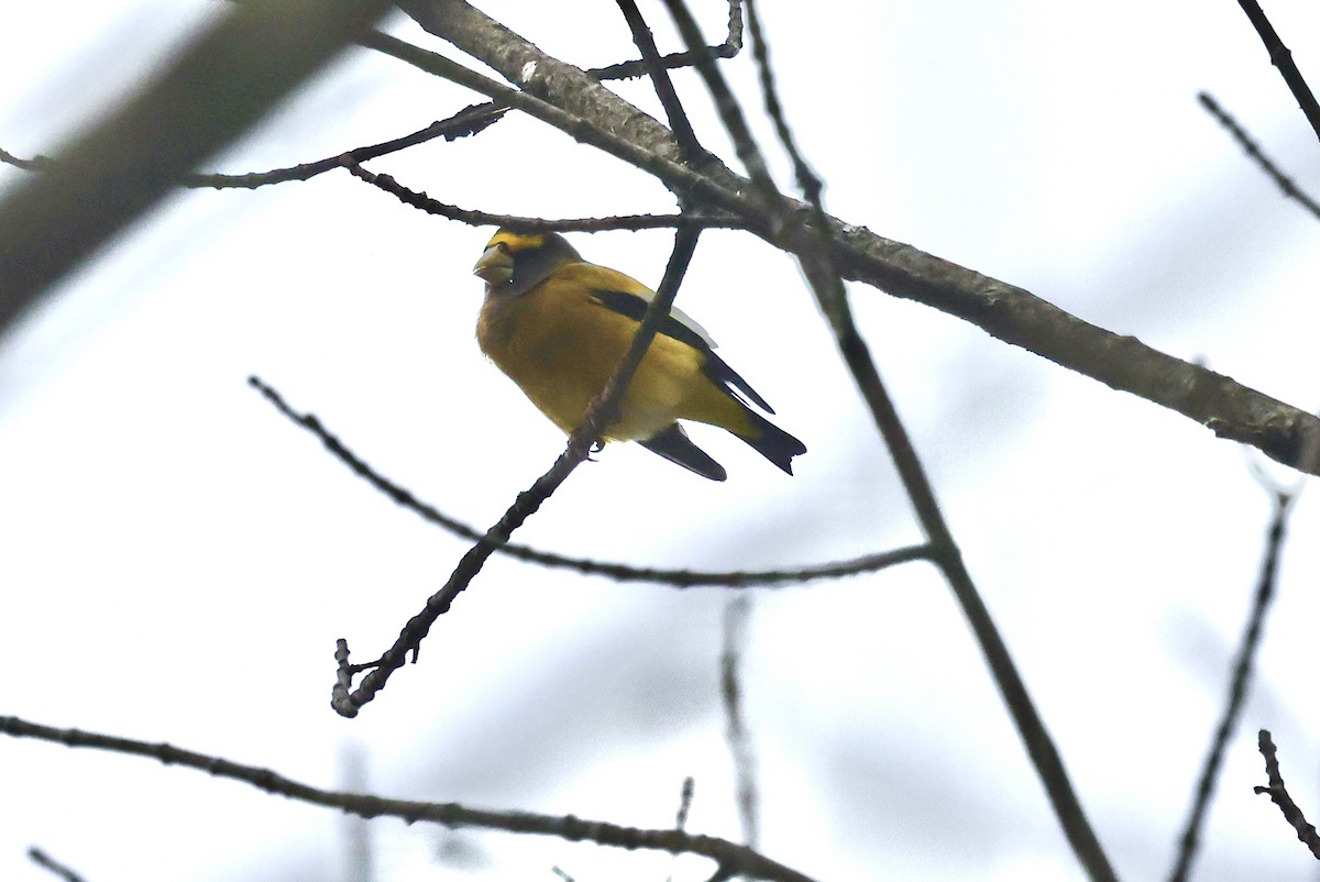 Evening Grosbeak - ML645745404