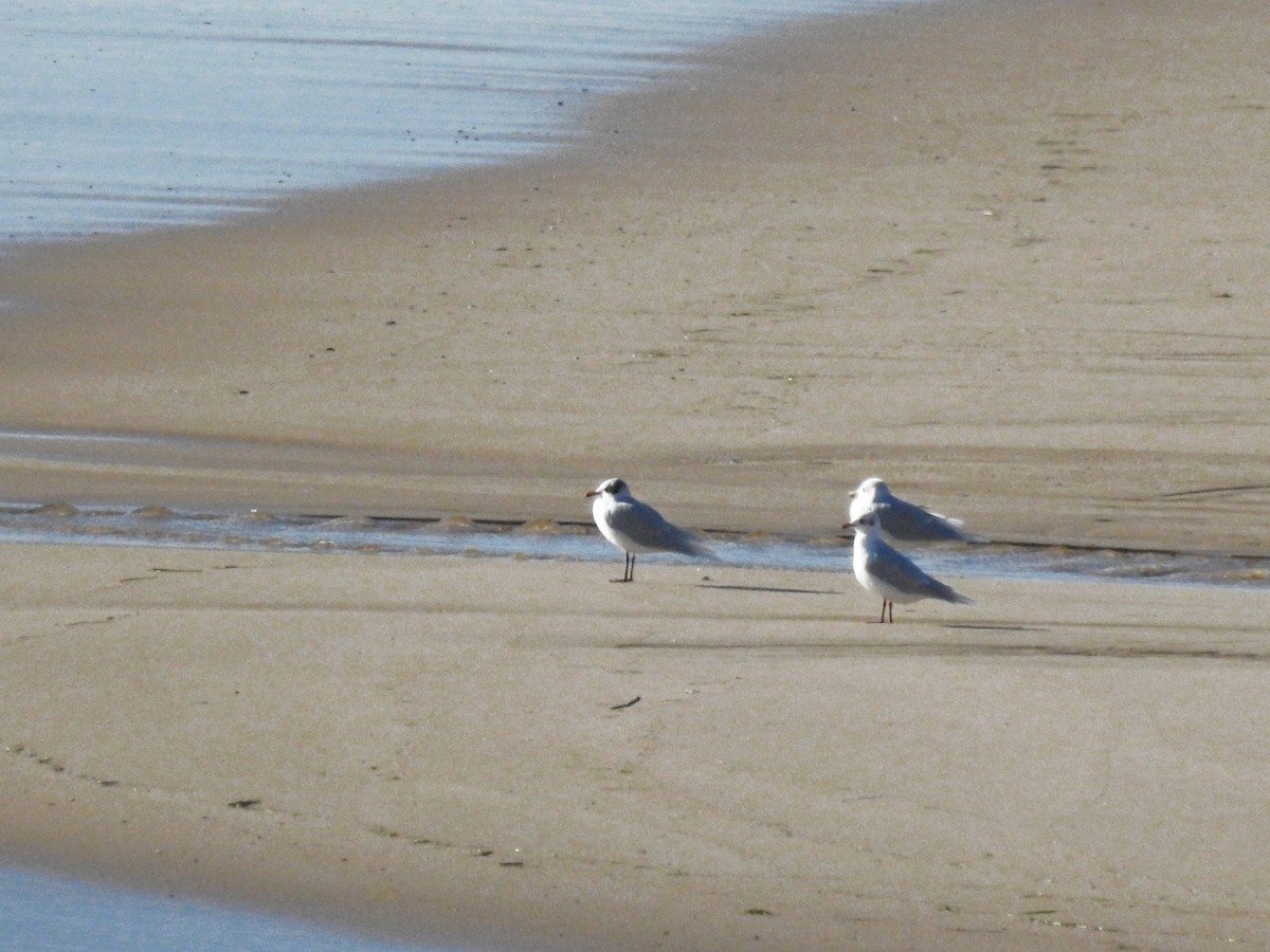 Mediterranean Gull - ML645745406