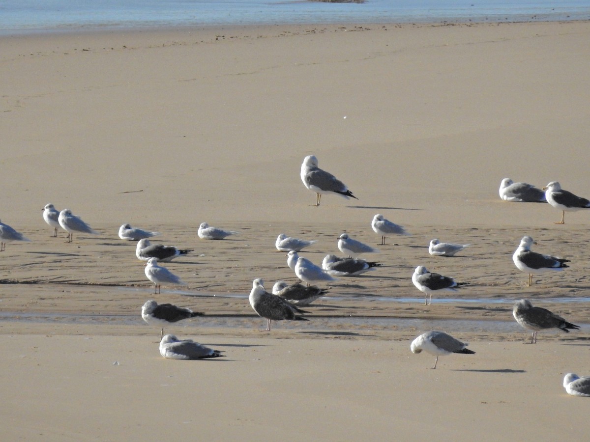 Mediterranean Gull - ML645745407