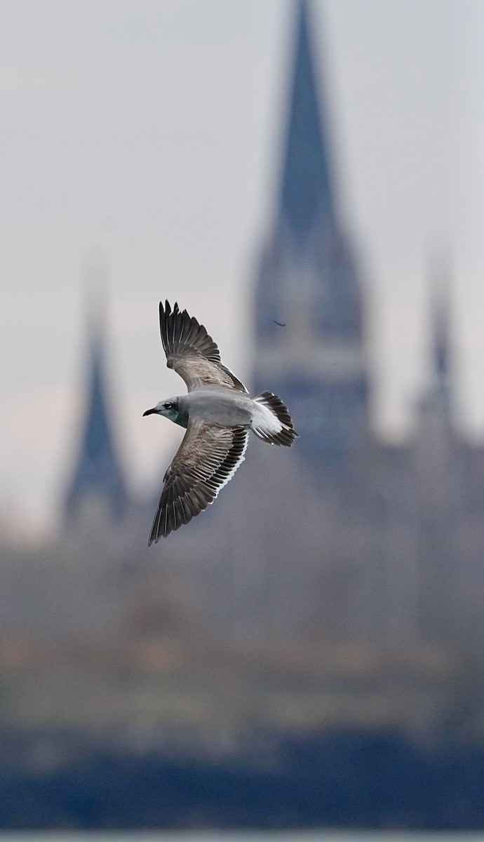 Laughing Gull - ML645745413