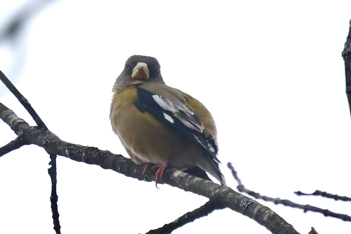 Evening Grosbeak - ML645745417