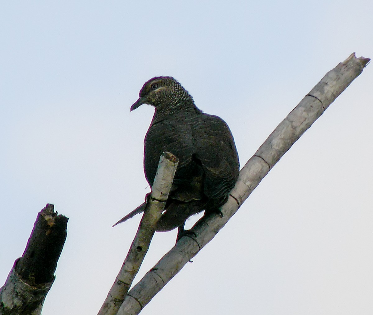 Tanimbar Cuckoo-Dove - ML645745419