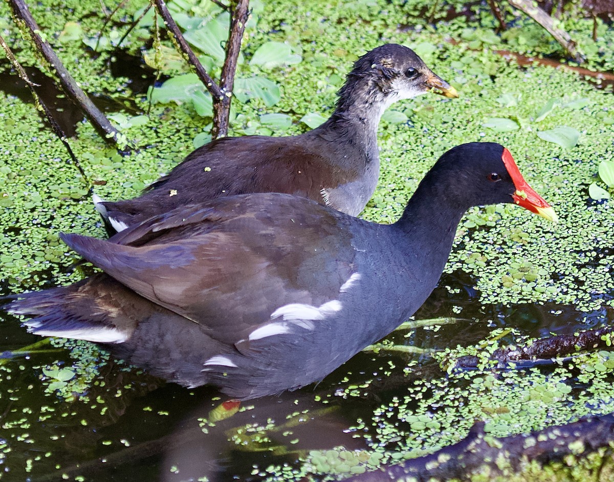 slípka americká - ML645745433