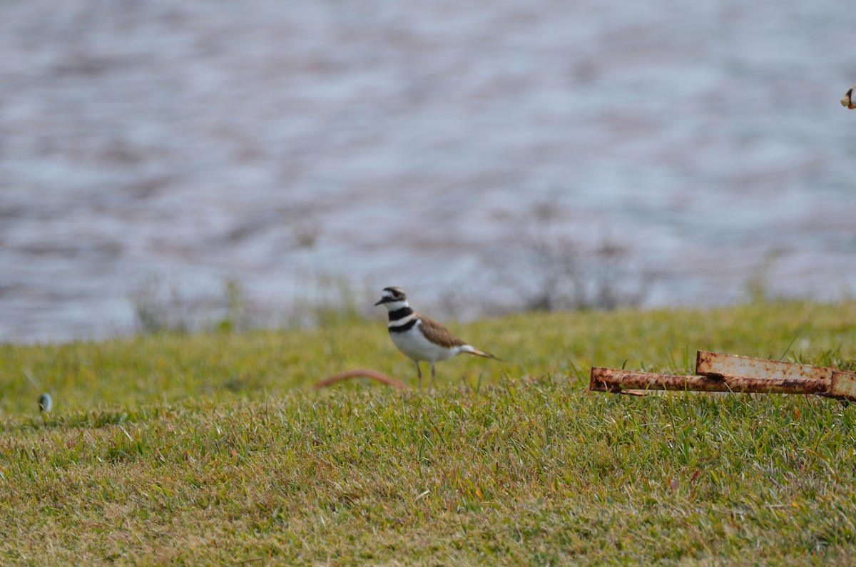 Killdeer - ML645745442