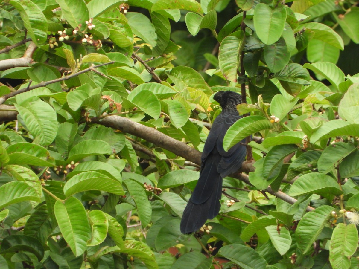 Ані товстодзьобий - ML645745444