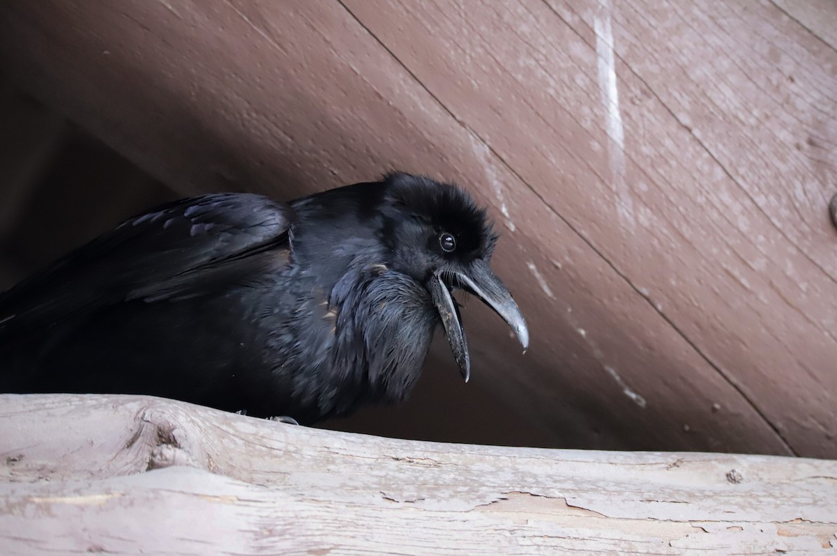 עורב שחור - ML645745446