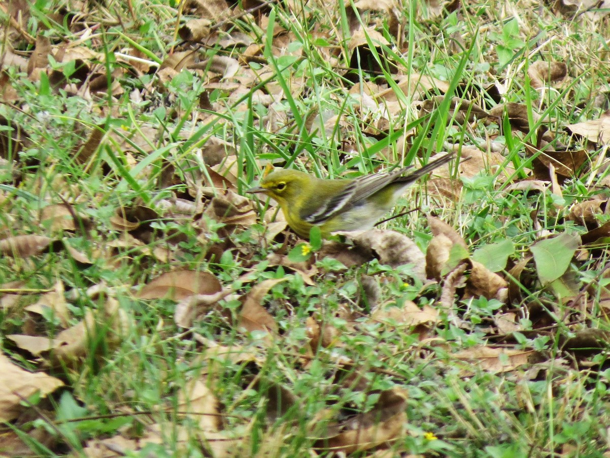 Pine Warbler - ML645745447