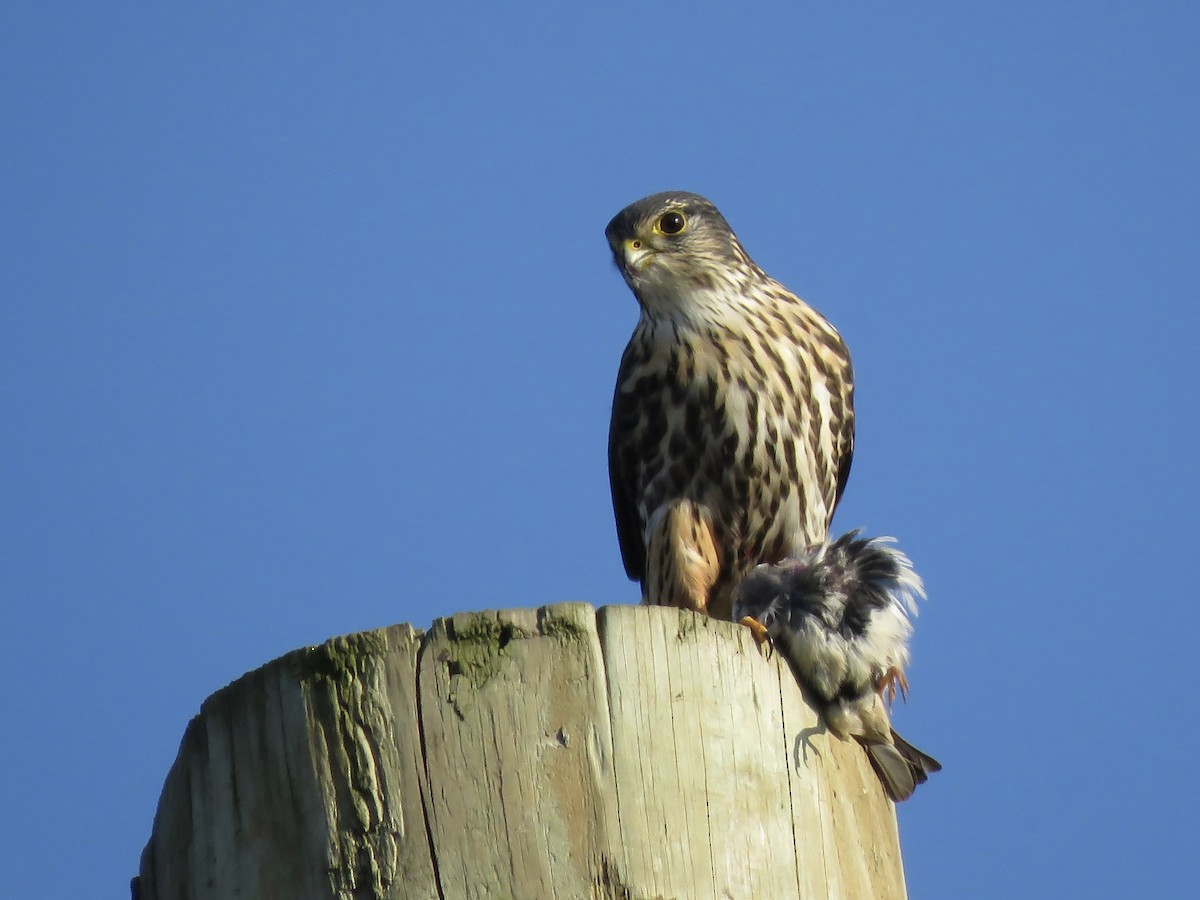 Merlin - ML645745456