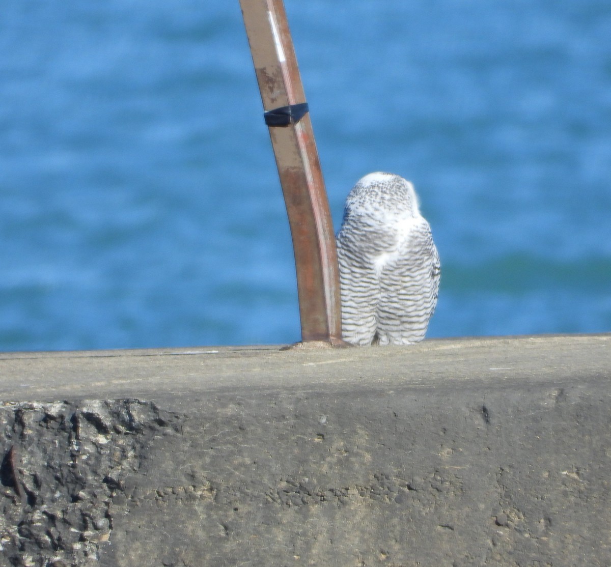 Snowy Owl - ML645745462