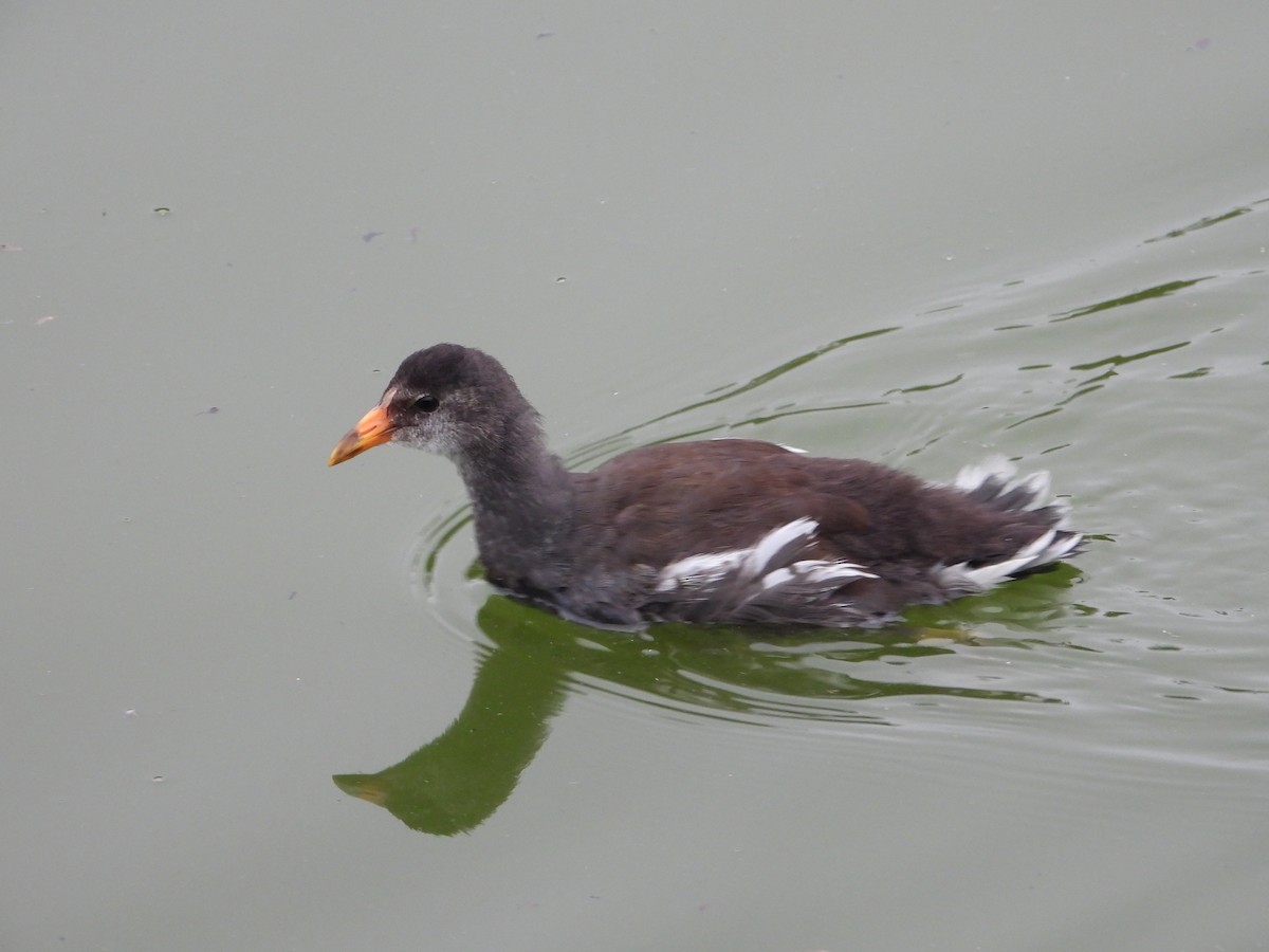 slípka americká - ML645745463