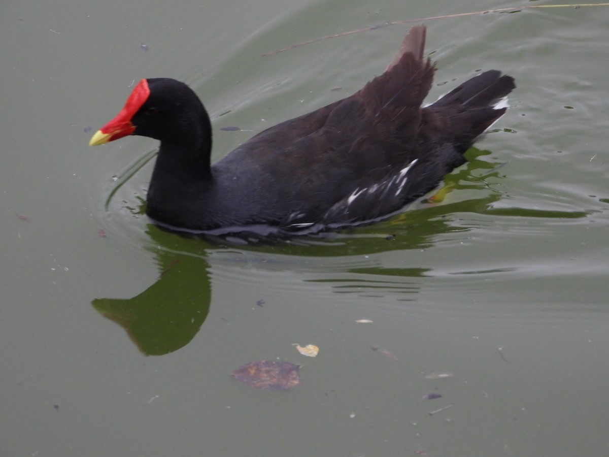 slípka americká - ML645745464