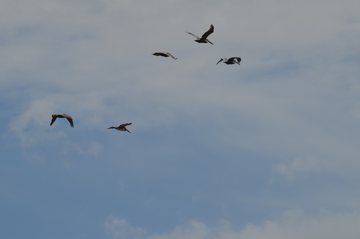 Brown Pelican - ML645745475