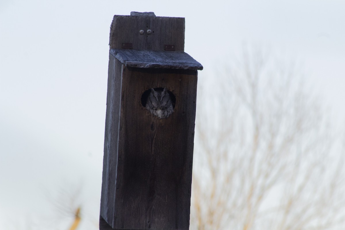 Eastern Screech-Owl - ML645745477