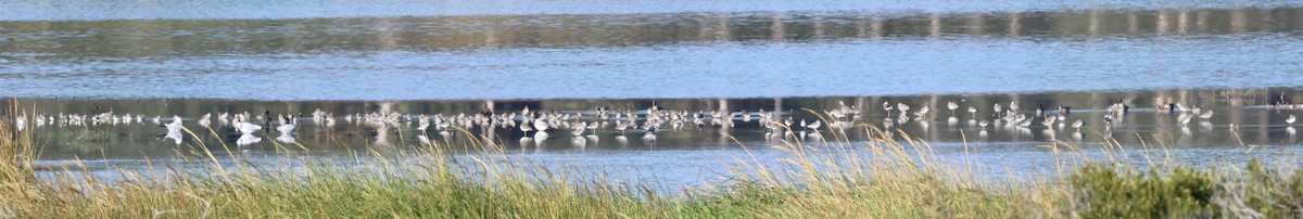 Animals - ML645745482