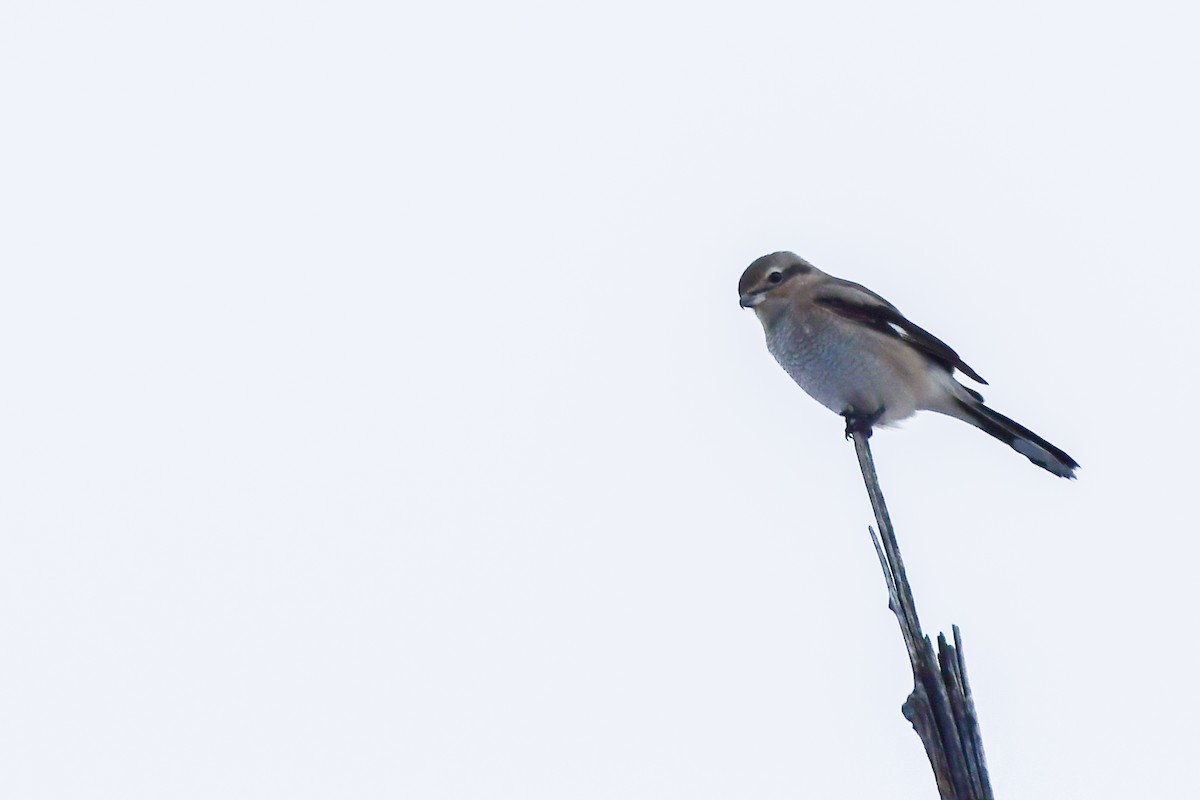 Northern Shrike - ML645745484