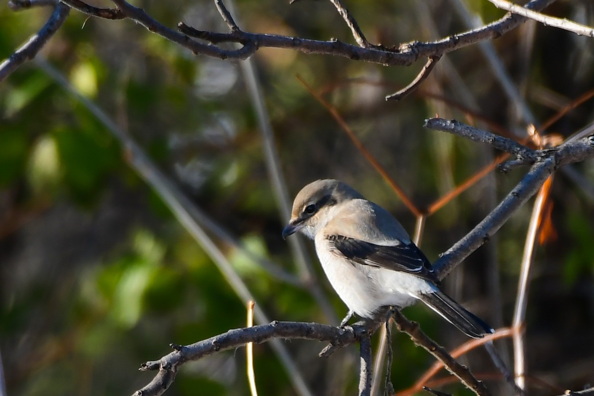 Northern Shrike - ML645745485