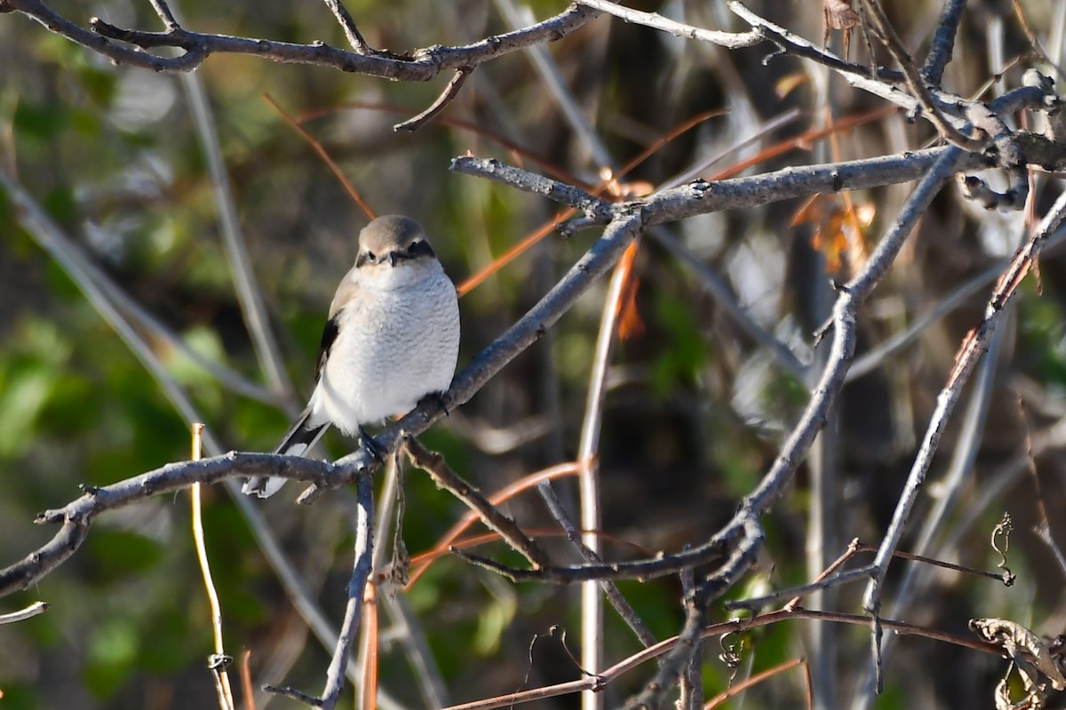 Northern Shrike - ML645745486